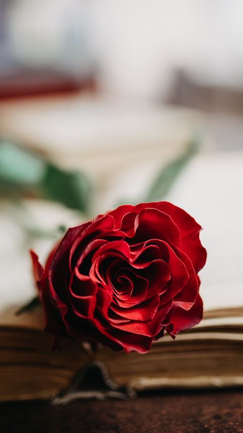 Download wallpaper 2160x3840 rose, flower, petals, book, aesthetics samsung galaxy s4, s5, note, sony xperia z, z1, z2, z3, htc one, lenovo vibe hd background