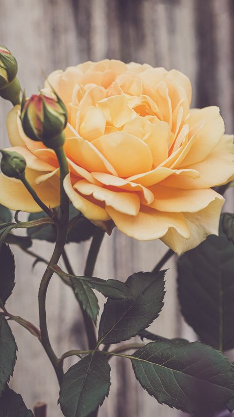 Download wallpaper 2160x3840 rose, flower, petals, leaves, yellow, macro samsung galaxy s4, s5, note, sony xperia z, z1, z2, z3, htc one, lenovo vibe hd background