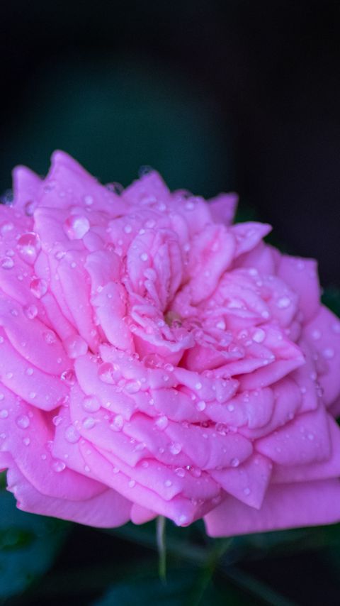 Download wallpaper 2160x3840 rose, flower, petals, drops, macro, blur samsung galaxy s4, s5, note, sony xperia z, z1, z2, z3, htc one, lenovo vibe hd background