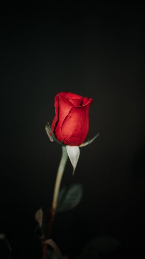 Download wallpaper 2160x3840 rose, flower, red, black samsung galaxy s4, s5, note, sony xperia z, z1, z2, z3, htc one, lenovo vibe hd background