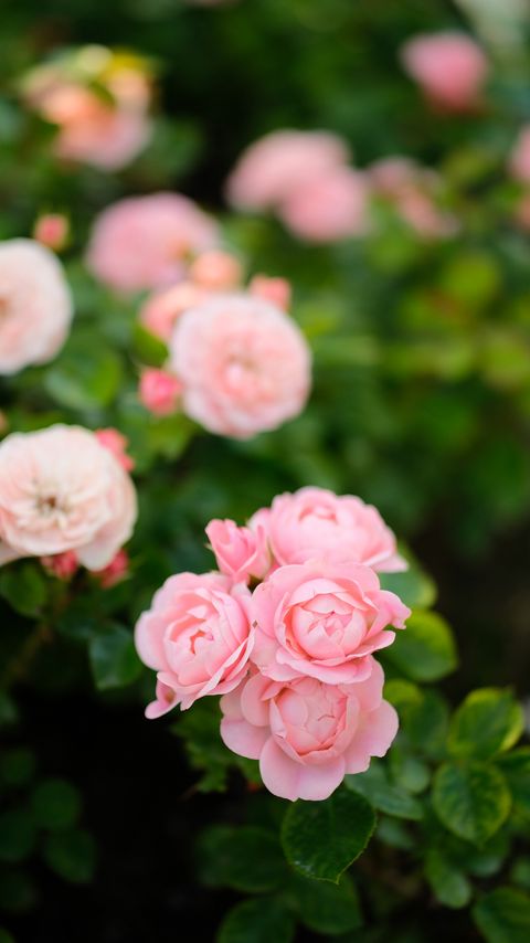 Download wallpaper 2160x3840 roses, flowers, pink, plant, bush samsung galaxy s4, s5, note, sony xperia z, z1, z2, z3, htc one, lenovo vibe hd background