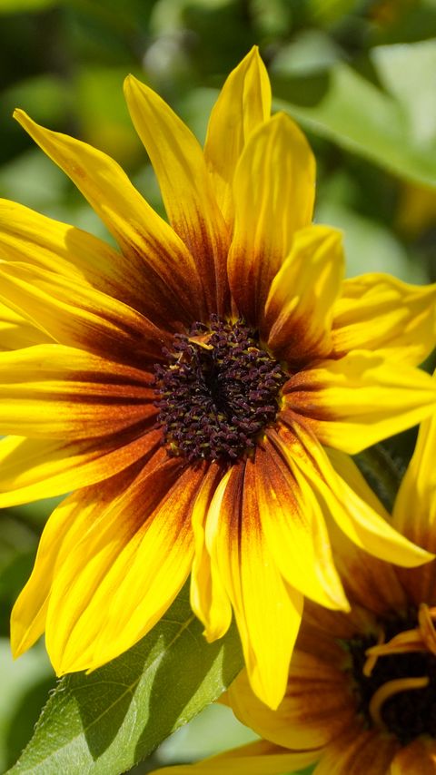 Download wallpaper 2160x3840 rudbeckia, flowers, petals, macro, yellow samsung galaxy s4, s5, note, sony xperia z, z1, z2, z3, htc one, lenovo vibe hd background