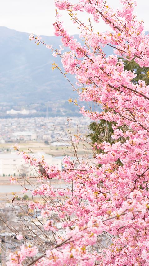 Download wallpaper 2160x3840 sakura, city, spring, light, japan samsung galaxy s4, s5, note, sony xperia z, z1, z2, z3, htc one, lenovo vibe hd background