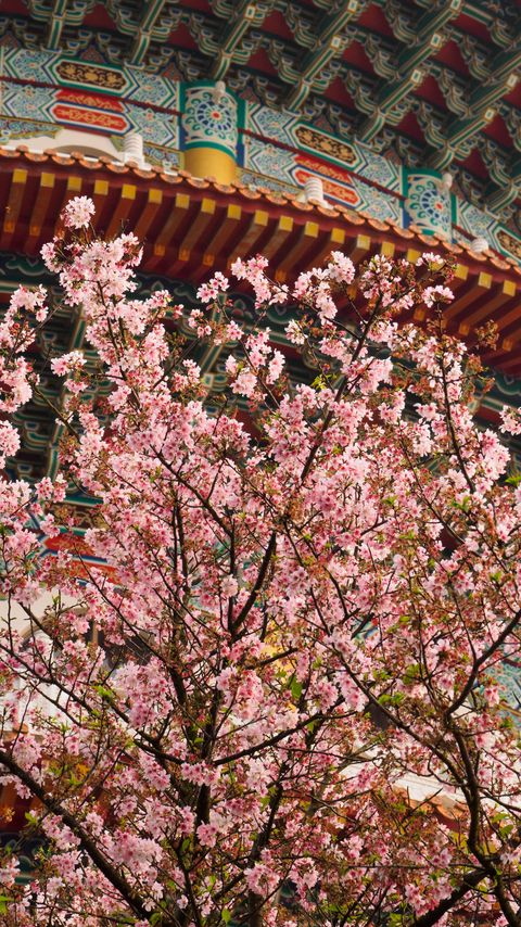 Download wallpaper 2160x3840 sakura, flowers, branches, temple, japan samsung galaxy s4, s5, note, sony xperia z, z1, z2, z3, htc one, lenovo vibe hd background