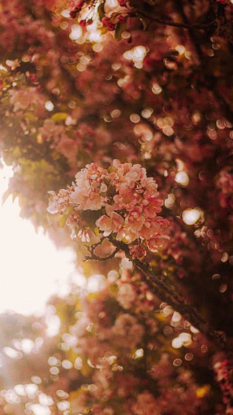 Download wallpaper 2160x3840 sakura, flowers, branches, light, rays samsung galaxy s4, s5, note, sony xperia z, z1, z2, z3, htc one, lenovo vibe hd background