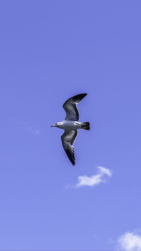 Download wallpaper 2160x3840 seagull, bird, flight, sky, blue samsung galaxy s4, s5, note, sony xperia z, z1, z2, z3, htc one, lenovo vibe hd background