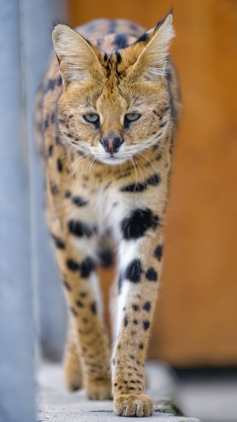 Download wallpaper 2160x3840 serval, cat, animal, predator, wild samsung galaxy s4, s5, note, sony xperia z, z1, z2, z3, htc one, lenovo vibe hd background