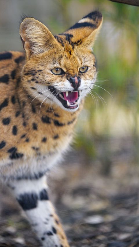 Download wallpaper 2160x3840 serval, grin, animal, predator, cat, wild samsung galaxy s4, s5, note, sony xperia z, z1, z2, z3, htc one, lenovo vibe hd background