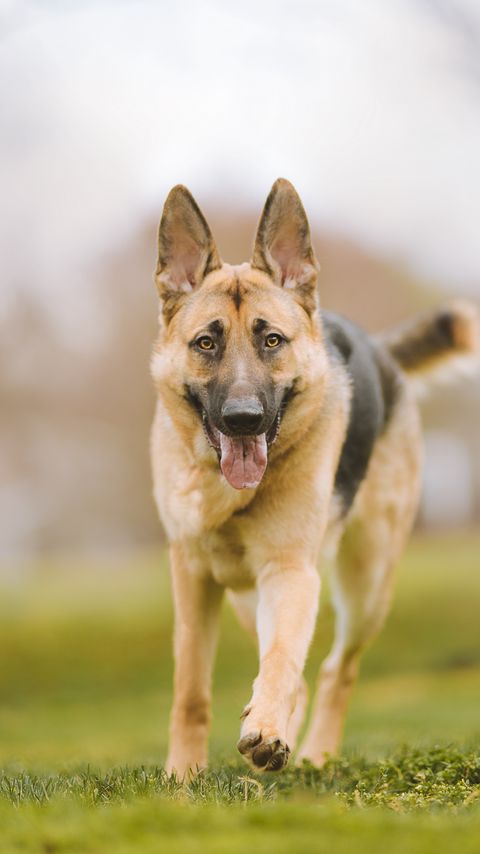 Download wallpaper 2160x3840 shepherd dog, dog, pet, protruding tongue samsung galaxy s4, s5, note, sony xperia z, z1, z2, z3, htc one, lenovo vibe hd background