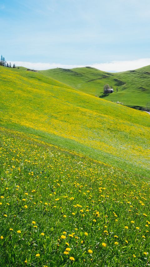 Download wallpaper 2160x3840 slope, lawn, flowers, grass, summer samsung galaxy s4, s5, note, sony xperia z, z1, z2, z3, htc one, lenovo vibe hd background