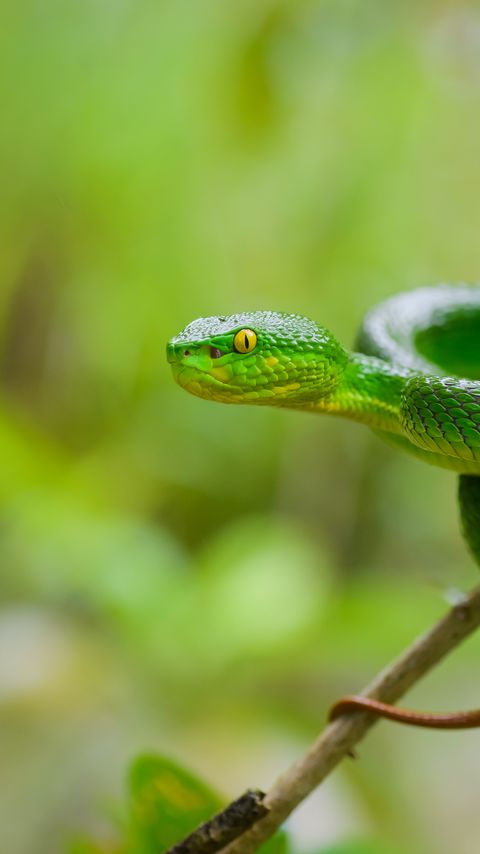 Download wallpaper 2160x3840 snake, eyes, glance, leaves, green, macro samsung galaxy s4, s5, note, sony xperia z, z1, z2, z3, htc one, lenovo vibe hd background