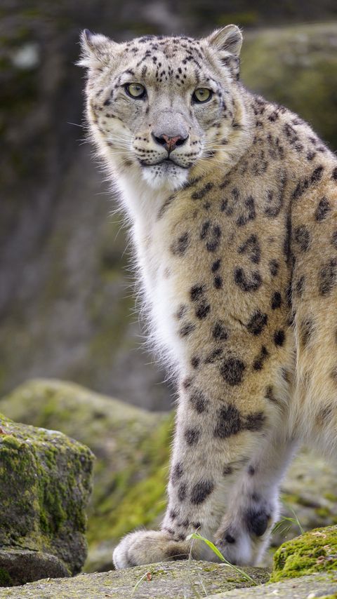 Download wallpaper 2160x3840 snow leopard, animal, predator, big cat, white, wild samsung galaxy s4, s5, note, sony xperia z, z1, z2, z3, htc one, lenovo vibe hd background