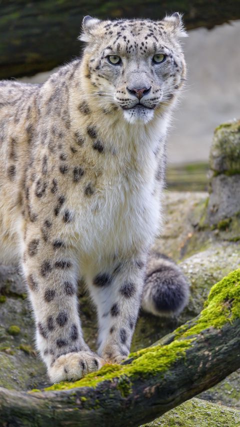 Download wallpaper 2160x3840 snow leopard, irbis, animal, glance, big cat samsung galaxy s4, s5, note, sony xperia z, z1, z2, z3, htc one, lenovo vibe hd background