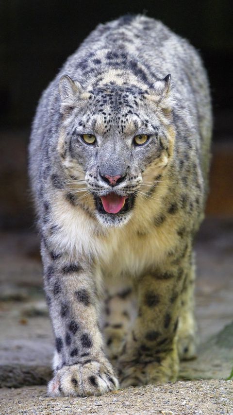 Download wallpaper 2160x3840 snow leopard, irbis, animal, glance, protruding tongue, big cat samsung galaxy s4, s5, note, sony xperia z, z1, z2, z3, htc one, lenovo vibe hd background