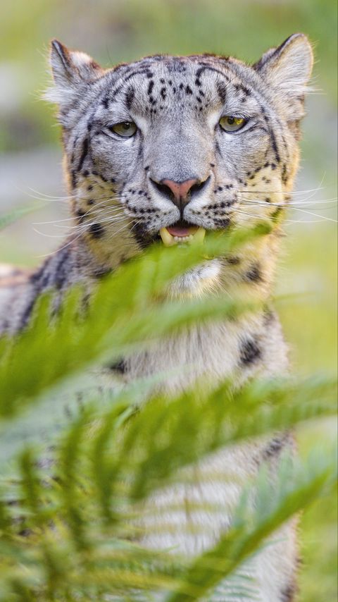 Download wallpaper 2160x3840 snow leopard, irbis, glance, animal, predator, wildlife samsung galaxy s4, s5, note, sony xperia z, z1, z2, z3, htc one, lenovo vibe hd background