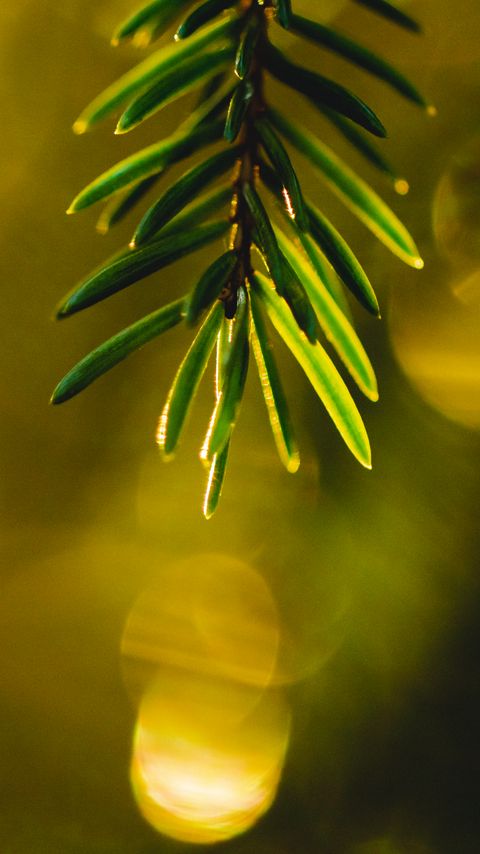 Download wallpaper 2160x3840 spruce, branch, needles, bokeh, glare, macro samsung galaxy s4, s5, note, sony xperia z, z1, z2, z3, htc one, lenovo vibe hd background