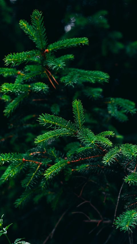 Download wallpaper 2160x3840 spruce, branches, needles, green, plant samsung galaxy s4, s5, note, sony xperia z, z1, z2, z3, htc one, lenovo vibe hd background