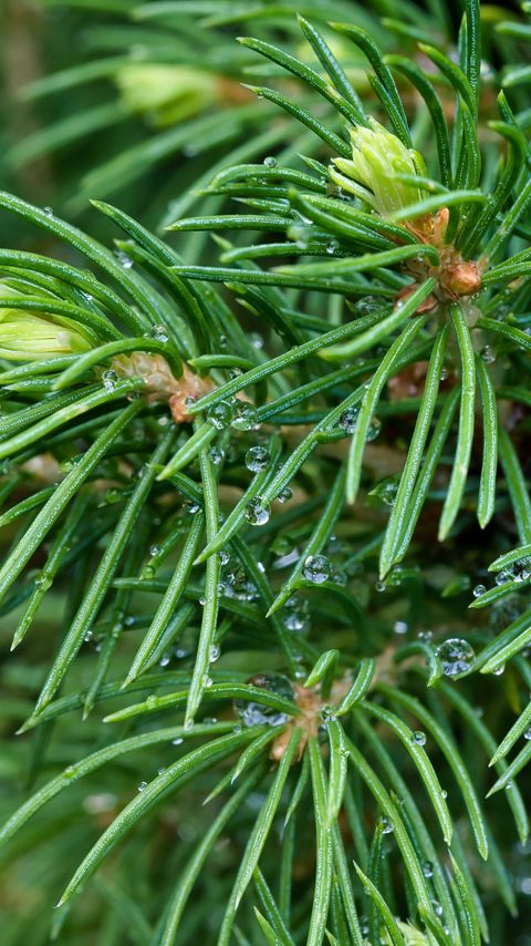 Download wallpaper 2160x3840 spruce, branches, needles, drops, macro, green samsung galaxy s4, s5, note, sony xperia z, z1, z2, z3, htc one, lenovo vibe hd background