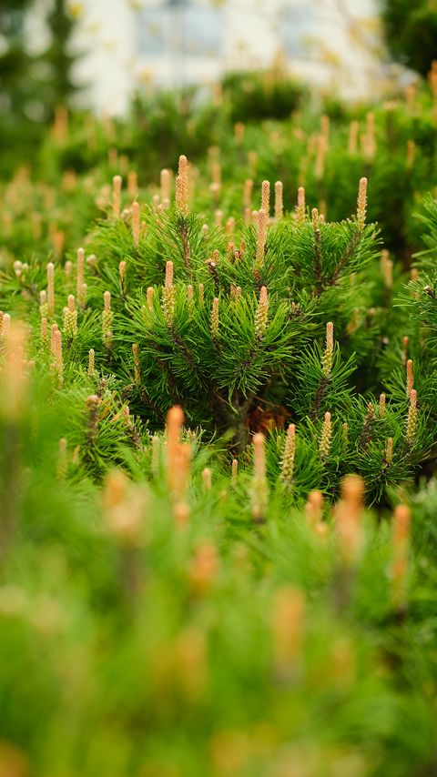 Download wallpaper 2160x3840 spruce, cones, needles, macro, green samsung galaxy s4, s5, note, sony xperia z, z1, z2, z3, htc one, lenovo vibe hd background