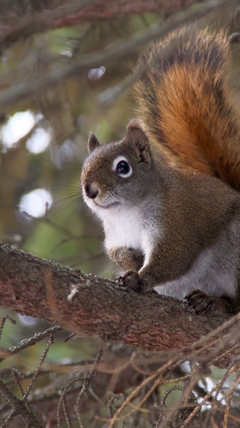 Download wallpaper 2160x3840 squirrel, animal, fluffy, cute, tree, branches samsung galaxy s4, s5, note, sony xperia z, z1, z2, z3, htc one, lenovo vibe hd background