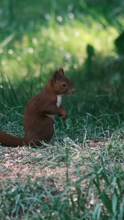 Download wallpaper 2160x3840 squirrel, animal, furry, cute, grass samsung galaxy s4, s5, note, sony xperia z, z1, z2, z3, htc one, lenovo vibe hd background