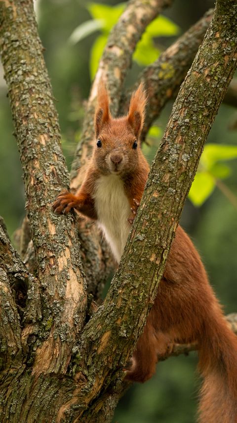 Download wallpaper 2160x3840 squirrel, animal, tree, branches, wildlife samsung galaxy s4, s5, note, sony xperia z, z1, z2, z3, htc one, lenovo vibe hd background