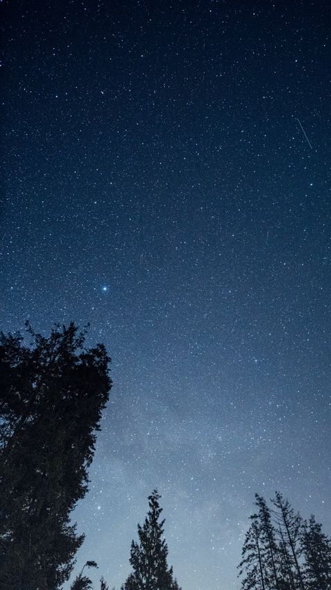 Download wallpaper 2160x3840 stars, sky, forest, trees, night, nature samsung galaxy s4, s5, note, sony xperia z, z1, z2, z3, htc one, lenovo vibe hd background