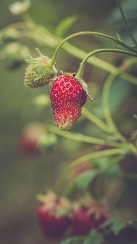 Download wallpaper 2160x3840 strawberry, berry, plant, leaves, macro samsung galaxy s4, s5, note, sony xperia z, z1, z2, z3, htc one, lenovo vibe hd background