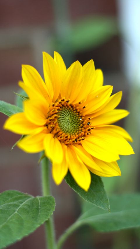 Download wallpaper 2160x3840 sunflower, flower, petals, plant, macro, yellow samsung galaxy s4, s5, note, sony xperia z, z1, z2, z3, htc one, lenovo vibe hd background