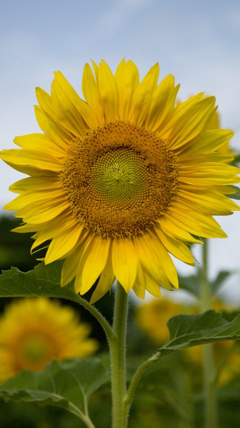 Download wallpaper 2160x3840 sunflower, plant, flower, petals, yellow, macro samsung galaxy s4, s5, note, sony xperia z, z1, z2, z3, htc one, lenovo vibe hd background