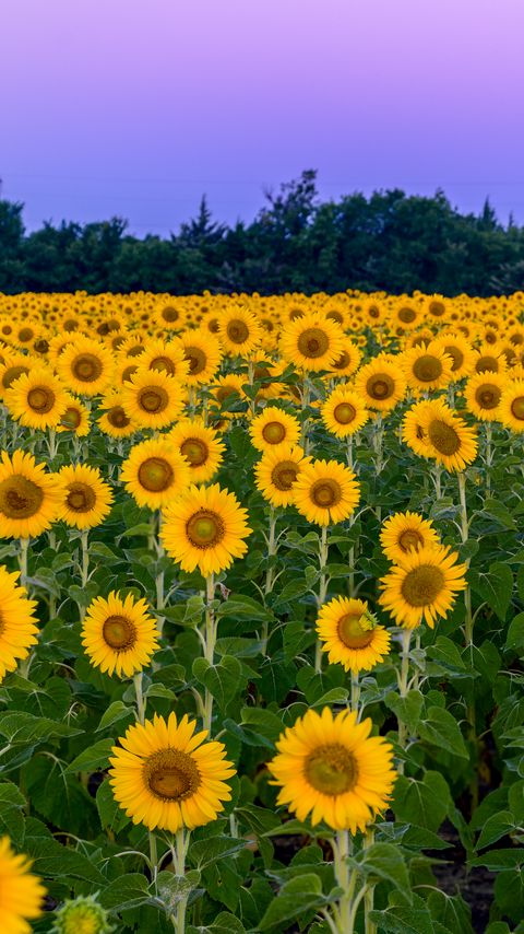 Download wallpaper 2160x3840 sunflowers, flowers, field, nature samsung galaxy s4, s5, note, sony xperia z, z1, z2, z3, htc one, lenovo vibe hd background