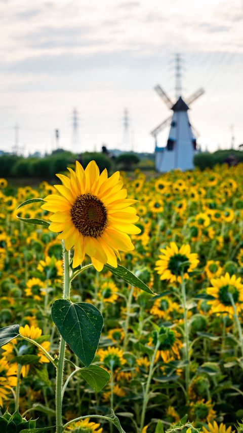 Download wallpaper 2160x3840 sunflowers, flowers, field, mill samsung galaxy s4, s5, note, sony xperia z, z1, z2, z3, htc one, lenovo vibe hd background