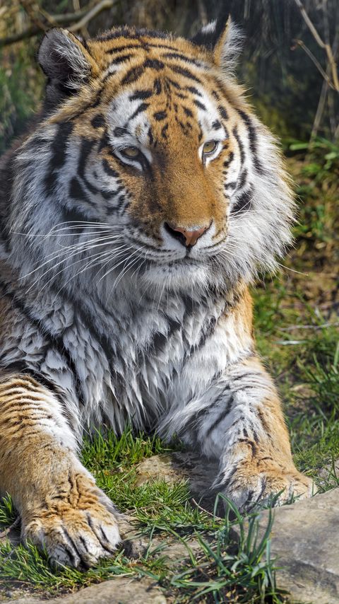 Download wallpaper 2160x3840 tiger, animal, big cat, predator, wild samsung galaxy s4, s5, note, sony xperia z, z1, z2, z3, htc one, lenovo vibe hd background