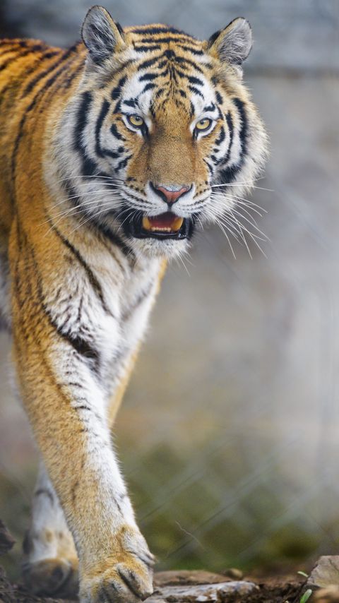 Download wallpaper 2160x3840 tiger, animal, predator, glance, big cat, wildlife samsung galaxy s4, s5, note, sony xperia z, z1, z2, z3, htc one, lenovo vibe hd background