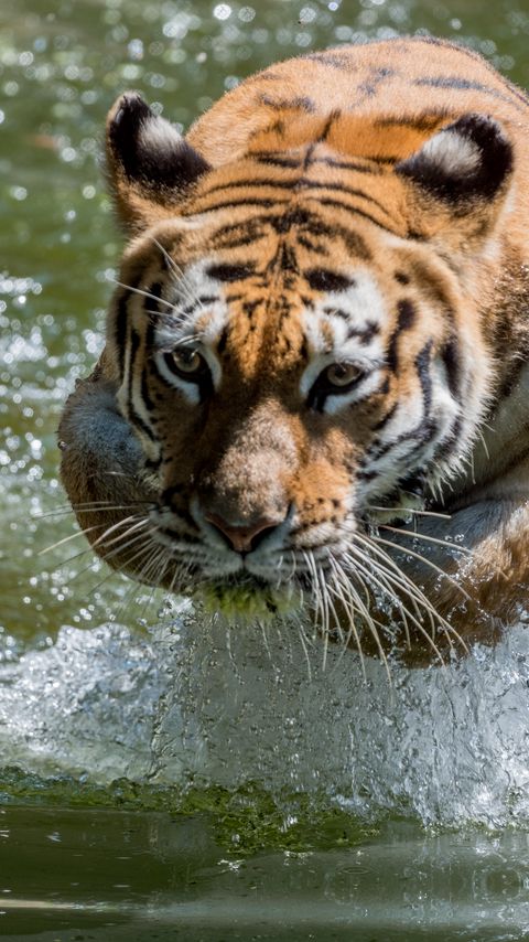 Download wallpaper 2160x3840 tiger, animal, predator, water, big cat samsung galaxy s4, s5, note, sony xperia z, z1, z2, z3, htc one, lenovo vibe hd background