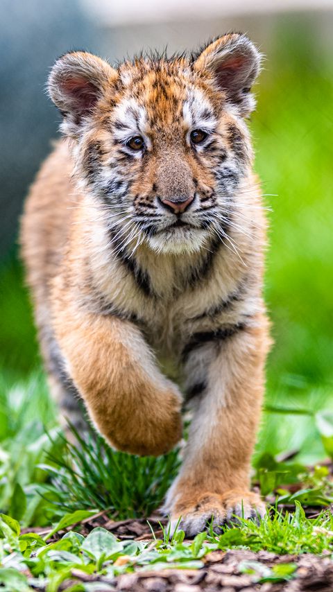 Download wallpaper 2160x3840 tiger cub, tiger, animal, glance, cute samsung galaxy s4, s5, note, sony xperia z, z1, z2, z3, htc one, lenovo vibe hd background