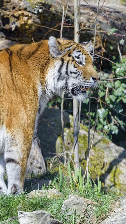 Download wallpaper 2160x3840 tiger, glance, animal, predator, big cat samsung galaxy s4, s5, note, sony xperia z, z1, z2, z3, htc one, lenovo vibe hd background