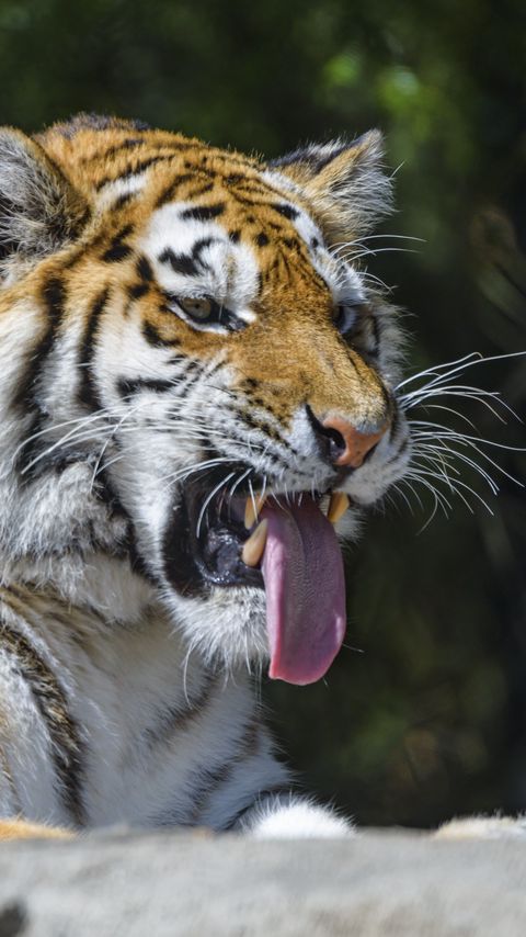 Download wallpaper 2160x3840 tiger, predator, animal, protruding tongue, big cat samsung galaxy s4, s5, note, sony xperia z, z1, z2, z3, htc one, lenovo vibe hd background