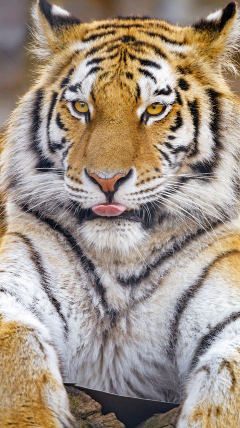 Download wallpaper 2160x3840 tiger, protruding tongue, animal, big cat samsung galaxy s4, s5, note, sony xperia z, z1, z2, z3, htc one, lenovo vibe hd background