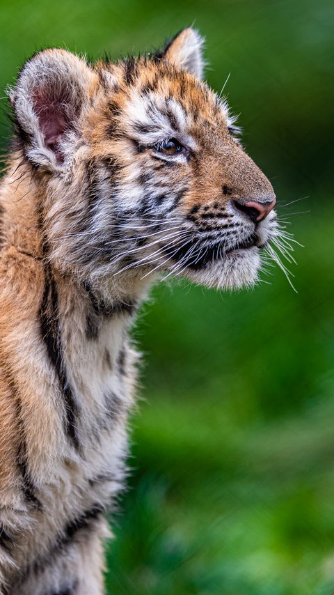 Download wallpaper 2160x3840 tiger, tiger cub, glance, animal, cute samsung galaxy s4, s5, note, sony xperia z, z1, z2, z3, htc one, lenovo vibe hd background