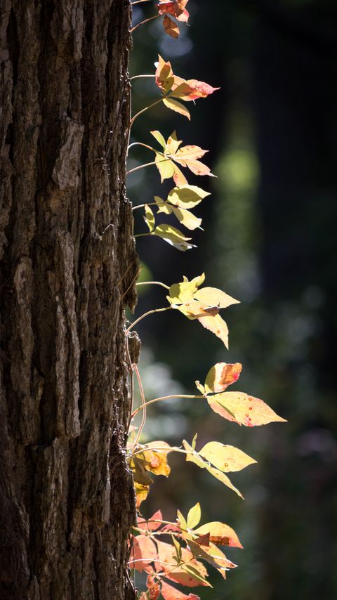 Download wallpaper 2160x3840 tree, bark, leaves, macro samsung galaxy s4, s5, note, sony xperia z, z1, z2, z3, htc one, lenovo vibe hd background