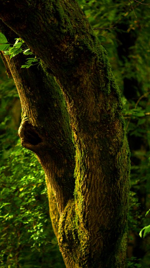 Download wallpaper 2160x3840 tree, bark, moss, forest, nature samsung galaxy s4, s5, note, sony xperia z, z1, z2, z3, htc one, lenovo vibe hd background