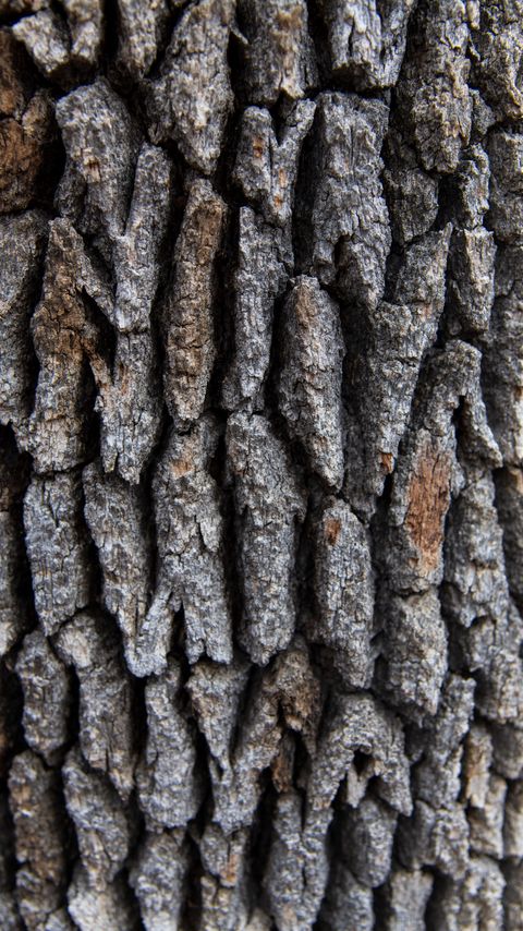 Download wallpaper 2160x3840 tree, bark, surface, rough, texture samsung galaxy s4, s5, note, sony xperia z, z1, z2, z3, htc one, lenovo vibe hd background