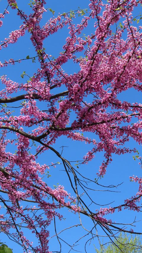 Download wallpaper 2160x3840 tree, branches, flowers, pink, bloom samsung galaxy s4, s5, note, sony xperia z, z1, z2, z3, htc one, lenovo vibe hd background