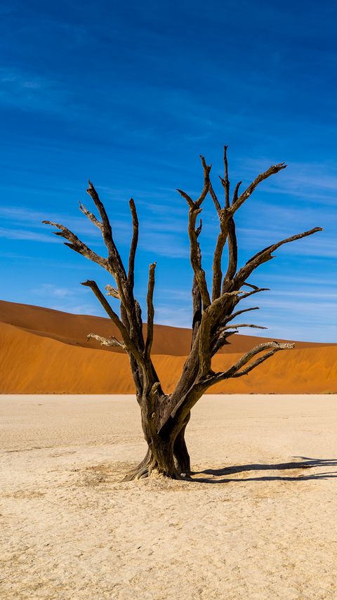 Download wallpaper 2160x3840 tree, desert, sand, nature samsung galaxy s4, s5, note, sony xperia z, z1, z2, z3, htc one, lenovo vibe hd background