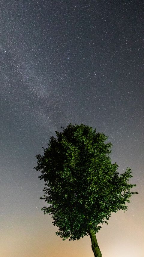 Download wallpaper 2160x3840 tree, leaves, stars, night, sky samsung galaxy s4, s5, note, sony xperia z, z1, z2, z3, htc one, lenovo vibe hd background