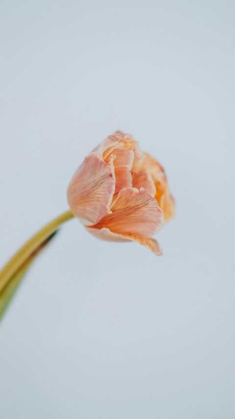 Download wallpaper 2160x3840 tulip, flower, light, minimalism samsung galaxy s4, s5, note, sony xperia z, z1, z2, z3, htc one, lenovo vibe hd background