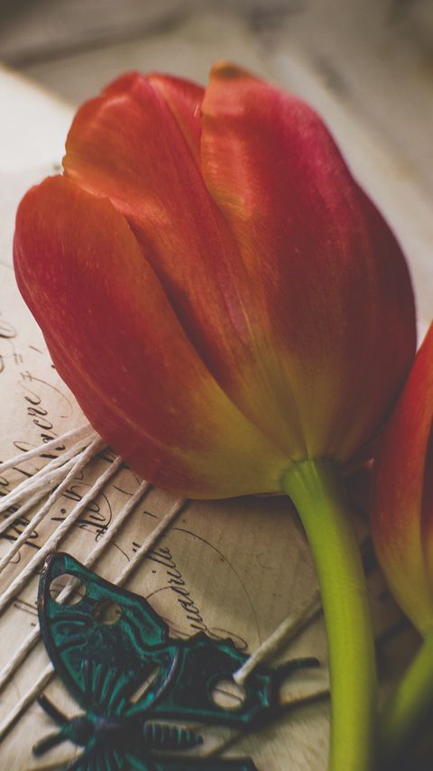 Download wallpaper 2160x3840 tulips, flowers, letters, envelopes, aesthetics samsung galaxy s4, s5, note, sony xperia z, z1, z2, z3, htc one, lenovo vibe hd background