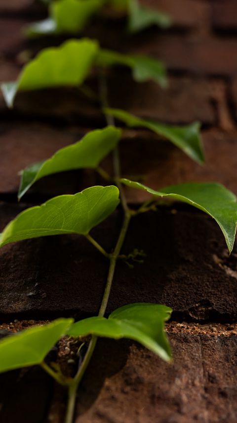 Download wallpaper 2160x3840 vine, leaves, wall, bricks, macro samsung galaxy s4, s5, note, sony xperia z, z1, z2, z3, htc one, lenovo vibe hd background