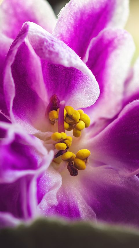 Download wallpaper 2160x3840 violet, flower, petals, macro, pink samsung galaxy s4, s5, note, sony xperia z, z1, z2, z3, htc one, lenovo vibe hd background